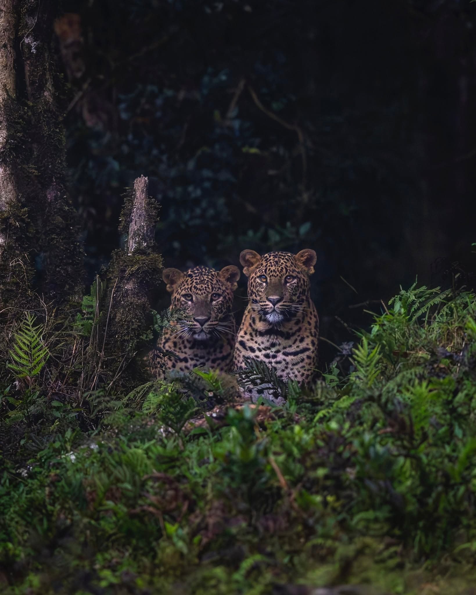 Leopard sighting near Bellevue Chalets