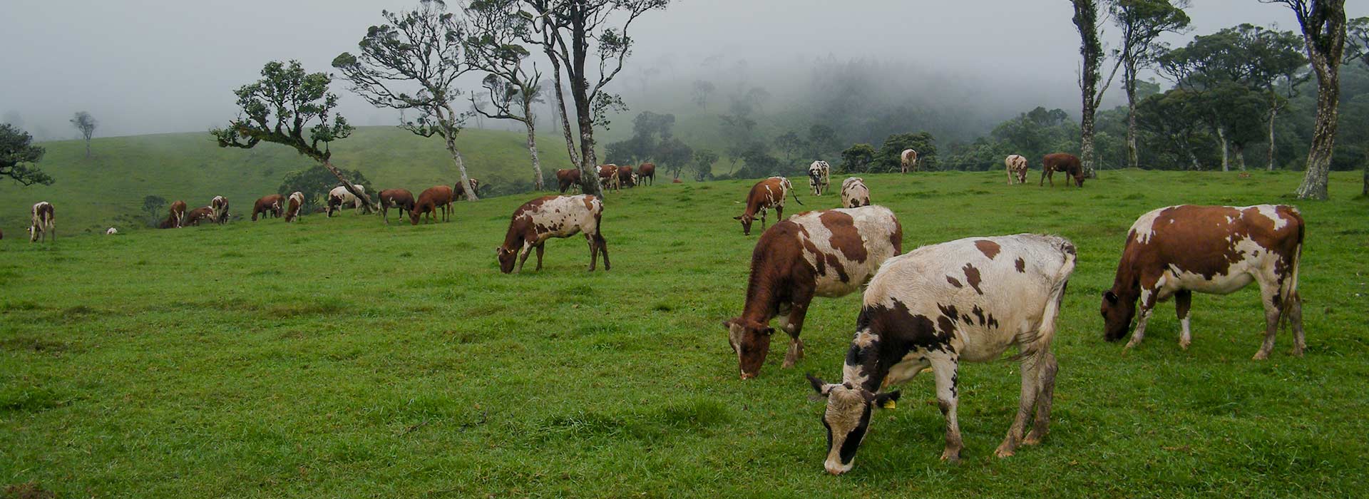 Ambewela Farm