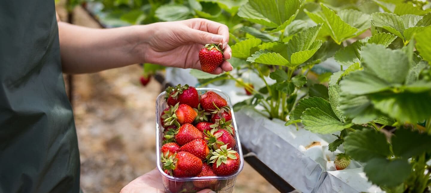 Jagro Strawberry Farm